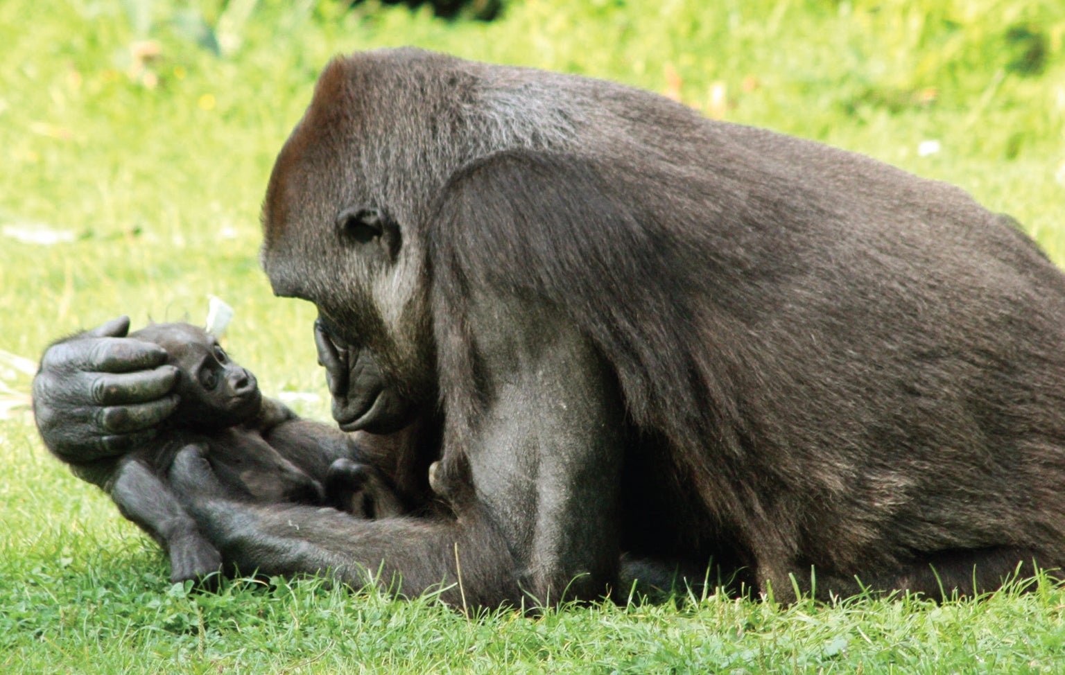 المشاعر عند الرئيسيات تتحكم بالرابطة بين الأم والرضيع