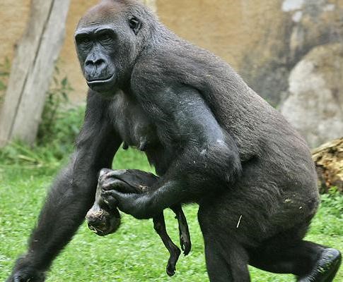 استمرت أمهات الشمبانزي في حمل الجثث لشهور بعد الموت