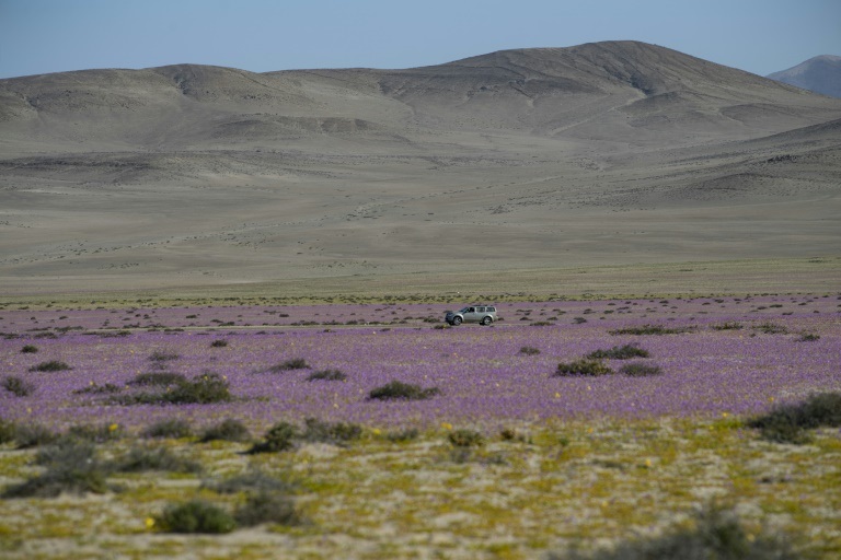 زهور تتفتح في صحراء أتاكاما التشيلية في 13أكتوبر 2021(ا ف ب)