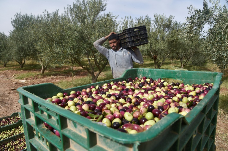  المزارع الجزائري حكيم عليلاش يتفقد زيت الزيتون البيولوجي الذي ينتجه في عين وسارة جنوب العاصمة الجزائرية في 30 تشرين الأول/اكتوبر 2021(ا ف ب)