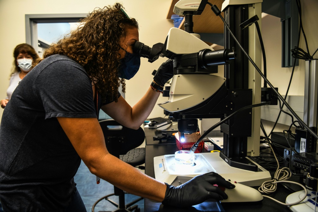 الباحثة نيكي ترايلور نويلز تجري أبحاثا عن الشعب المرجانية في مختبر بجامعة ميامي في 27 تشرين الأول/أكتوبر 2021 (أ ف ب)