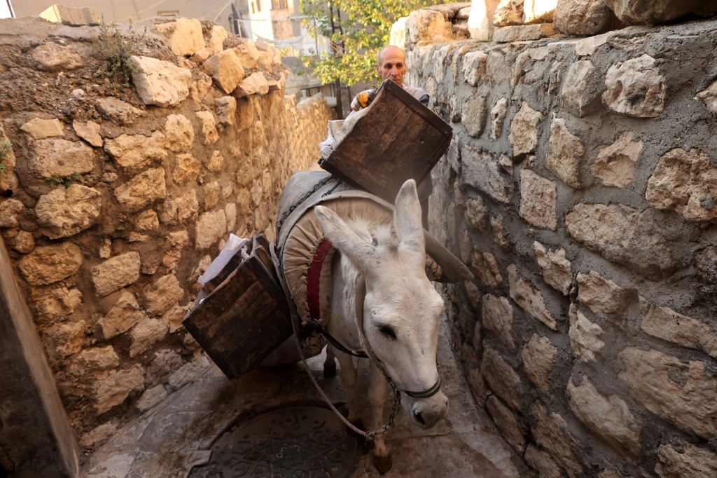 الحمير تستخدم للنظافة (ا ف ب)