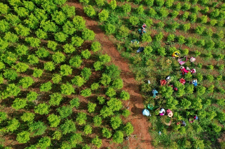 لقطة جوية لقاطفي كوكا في بلدة إل باتيا في مقاطعة كاوكا الكولومبية في 5 أيار/مايو 2021( ا ف ب)