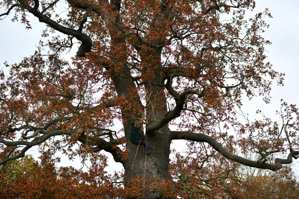 بلينهايم ، موطن قصر من مواقع التراث العالمي ، تفتخر بأكبر مجموعة من أشجار البلوط القديمة في أوروبا على مساحة آلاف الأفدنة (هكتارات) من الغابات التي لم تمسها إلى حد كبير(أ ف ب)   