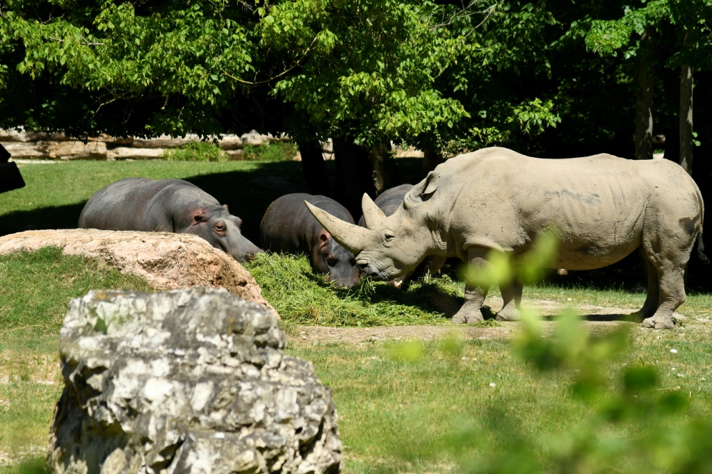 وحيد قرن أبيض في حديقة حيوانات في إيطاليا (ا ف ب)