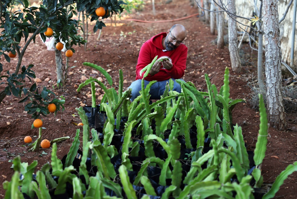 حسن طراد يتفقد فاكهة التنين في مزرعة بالقرب من قرية كفر تبنيت في جنوب لبنان في 22 تشرين الثاني/نوفمبر 2021 (ا ف ب)