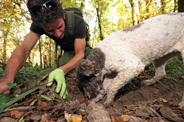 بحثاً عن الكمأة البيضاء في غابة موتوفون (كرواتيا) في 27 أكتوبر 2021 ( ا ف ب)
