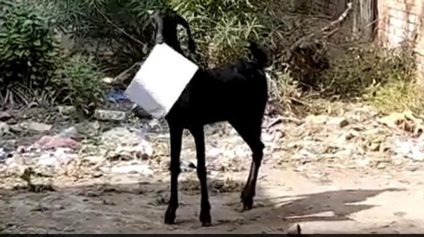 الماعز يحمل الأوراق الحكومية في فمه بعد سرقتها في الهند (إن دي تي في)