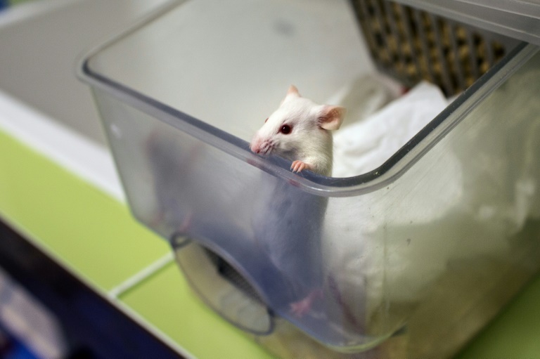 تحقق تايوان  في احتمال أن تكون عضة فأر لعاملة في أحد المختبرات مصدر أول إصابة بفيروس كورونا في الجزيرة منذ أسابيع(ا ف ب).