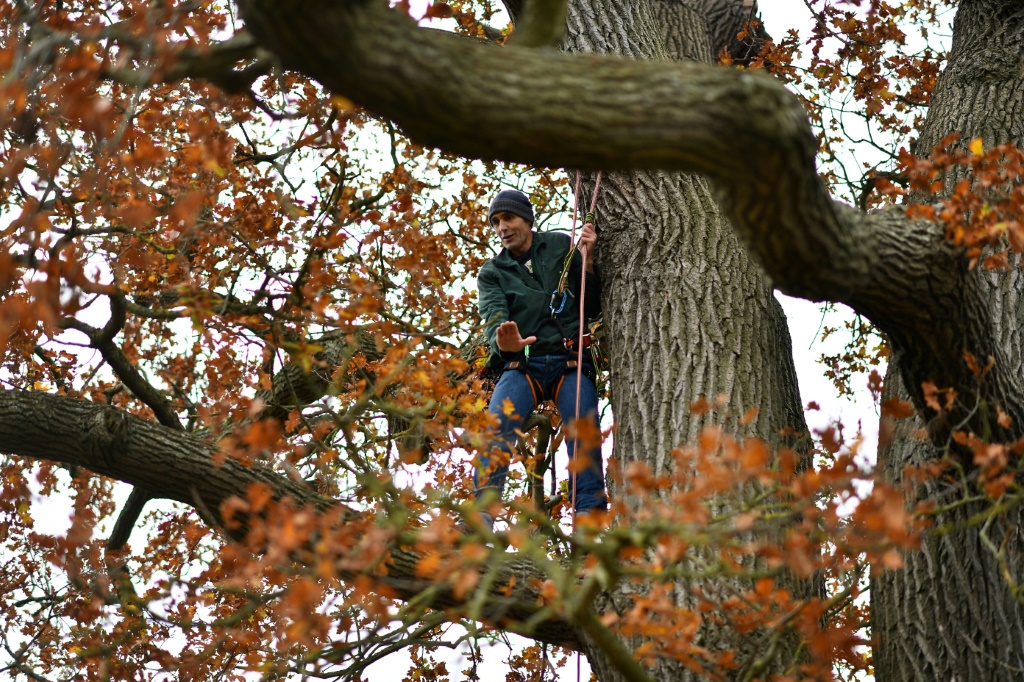 فيليبي سالباني متسلقاً شجرة ضمن غابة أوكسفوردشاير لمراقبة النحل في جذعها في 20 تشرين الثاني/نوفمبر2021 (أ ف ب)