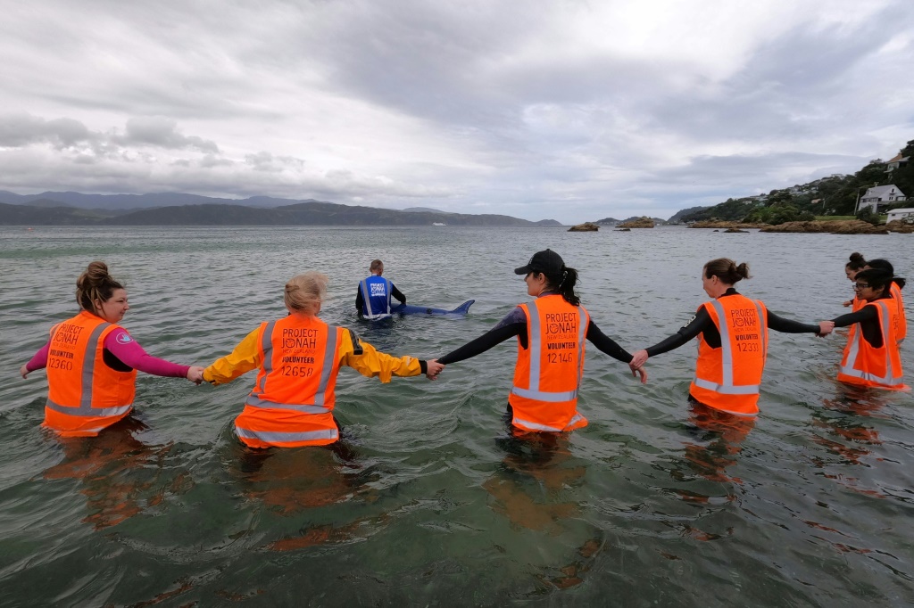 مجموعة من متطوعي "بروجكت جوناه" يُدرّبون على كيفية منع حوت من العودة إلى الشاطئ في نيوزيلندا في 11 كانون الأول/ديسمبر 2021 (أ ف ب)