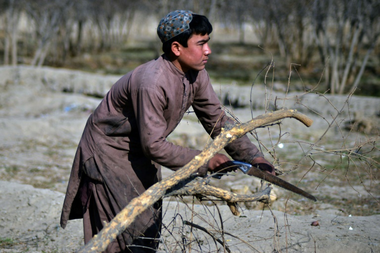صبي يقطع أغصان شجرة في ولاية قندهار في 20 كانون الأول/ديسمبر 2021(ا ف ب)