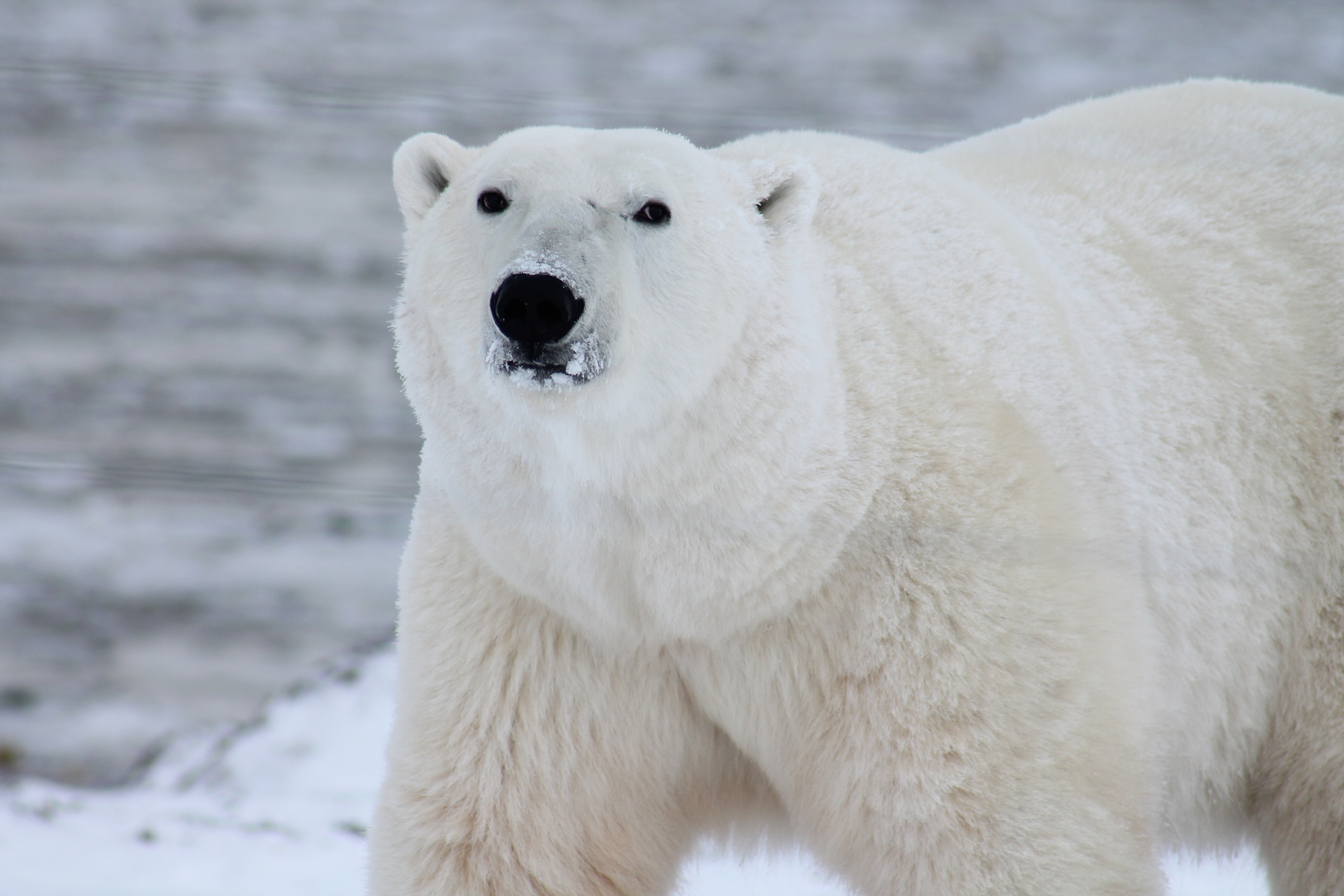 صورة لدب القطبي (بيكسيل)