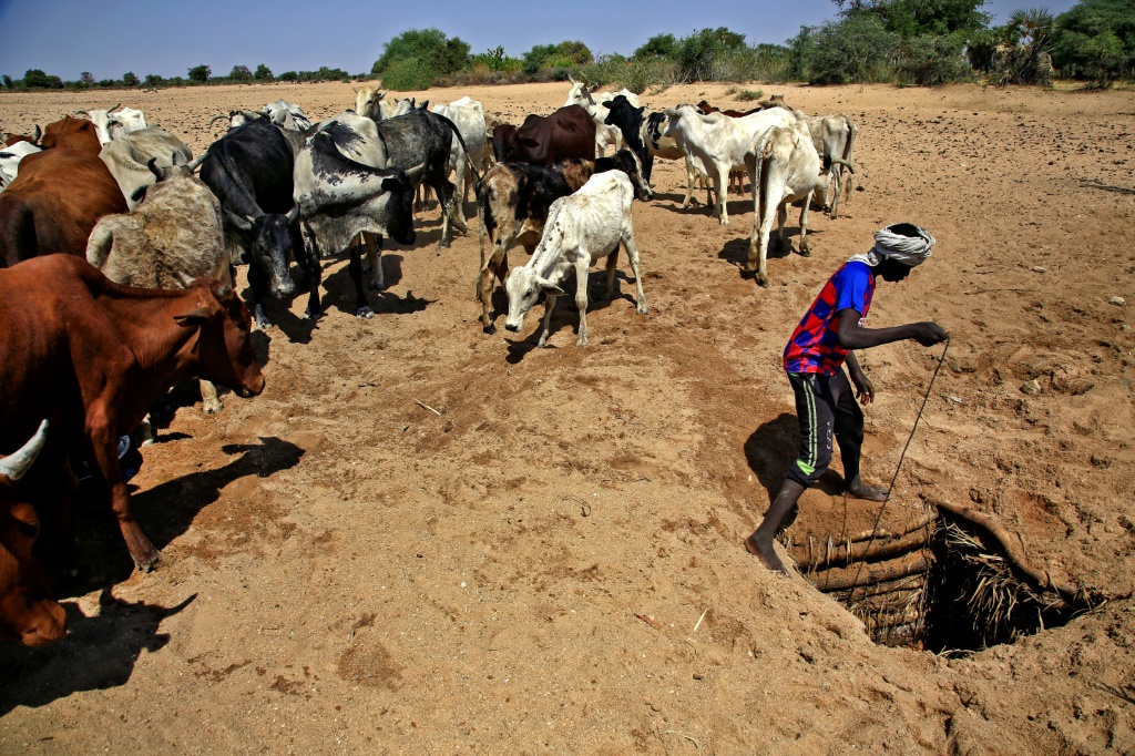 راعي ماشية في قرية حمادة بجنوب دارفور، شمال العاصمة نيالا في 3 شباط/فبراير 2021 (أ ف ب)