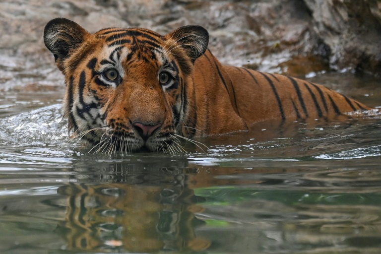 نمر بنغالي في حديقة بومباي للحيوانات في الهند في 29 تموز/يوليو 2021(ا ف ب)