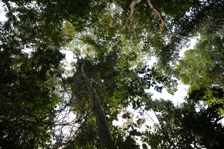 غابة بدائية قرب كايين في غويانا الفرنسية في 24 آب/أغسطس 2019 (ا ف ب)