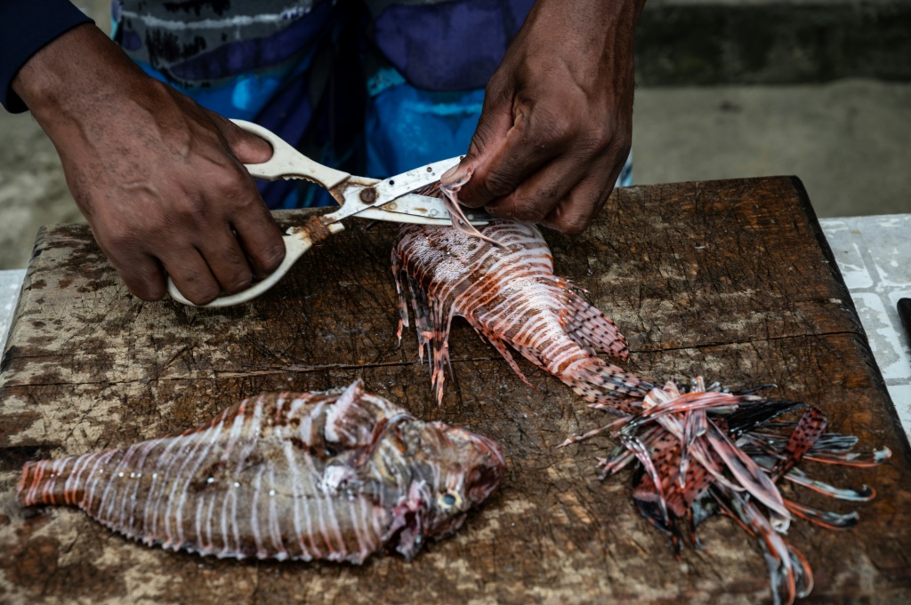 ويليام ألفاريس يقطع أشواك سمكة الأسد السامة أثناء تنظيفها لإعداد طبق السيفيتشه في ولاية فارغاس بفنزويلا في 30 أكتوبر 2021 (ا ف ب)