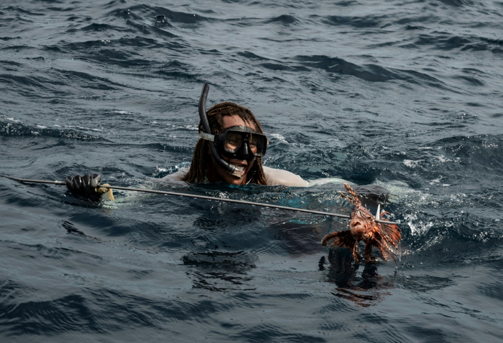 يخرج الصياد ويليام ألفاريس من الماء مصطاداً سمكة أسد، قرب في تشيتشيريفيتشه دي لا كوستافي بفنزويلا في 31 أكتوبر 2021 (ا ف ب)