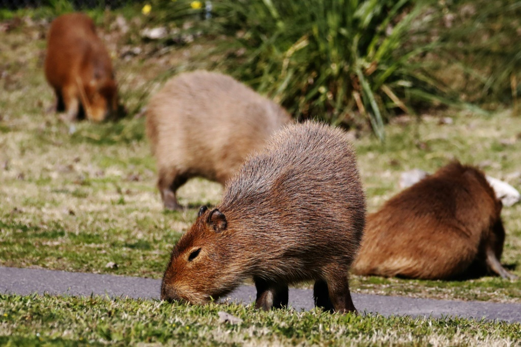 Capybaras عبارة عن قوارض كبيرة يمكن أن يصل وزنها إلى 80 كيلوجرامًا (أ ف ب)