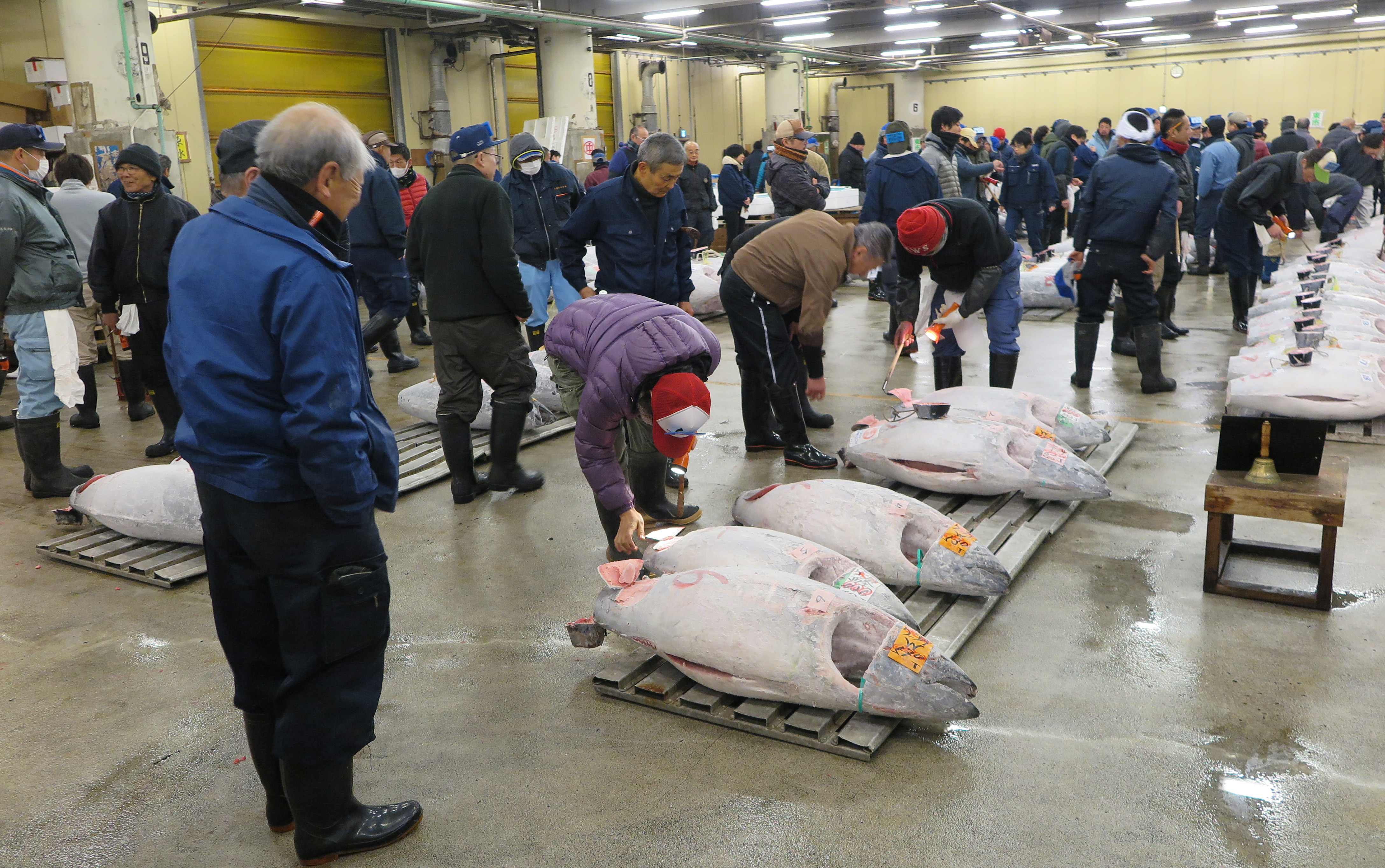 تم صيد السمكة، التي يبلغ وزنها 211 كيلوجراما، في أوما، وهي من أفضل مناطق صيد التونة في البلاد (د ب أ)