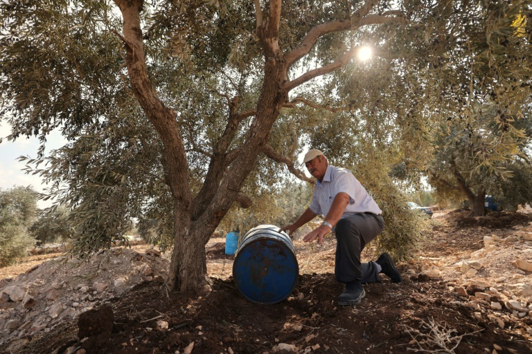 الفلسطيني محمد عامر حمودي في حقله للزيتون في عصيرة الشمالية في 25 تشرين الأول/أكتوبر 2021(ا ف ب)