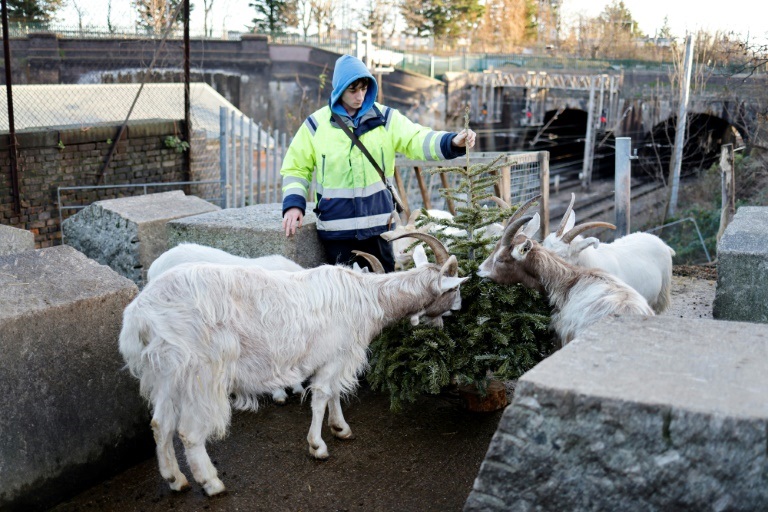 الماعز يقضم أشجار الميلاد في بلدة كنتيش بلندن في 7 كانون الثاني/يناير 2022 (ا ف ب)