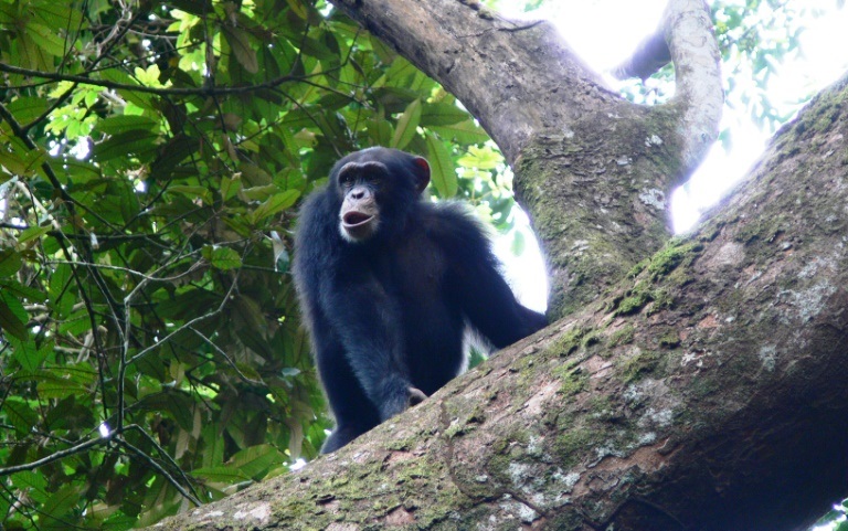 شمبانزي في محمية نيمبا في غينيا في 27 كانون الثاني/يناير 2022 (ا ف ب)