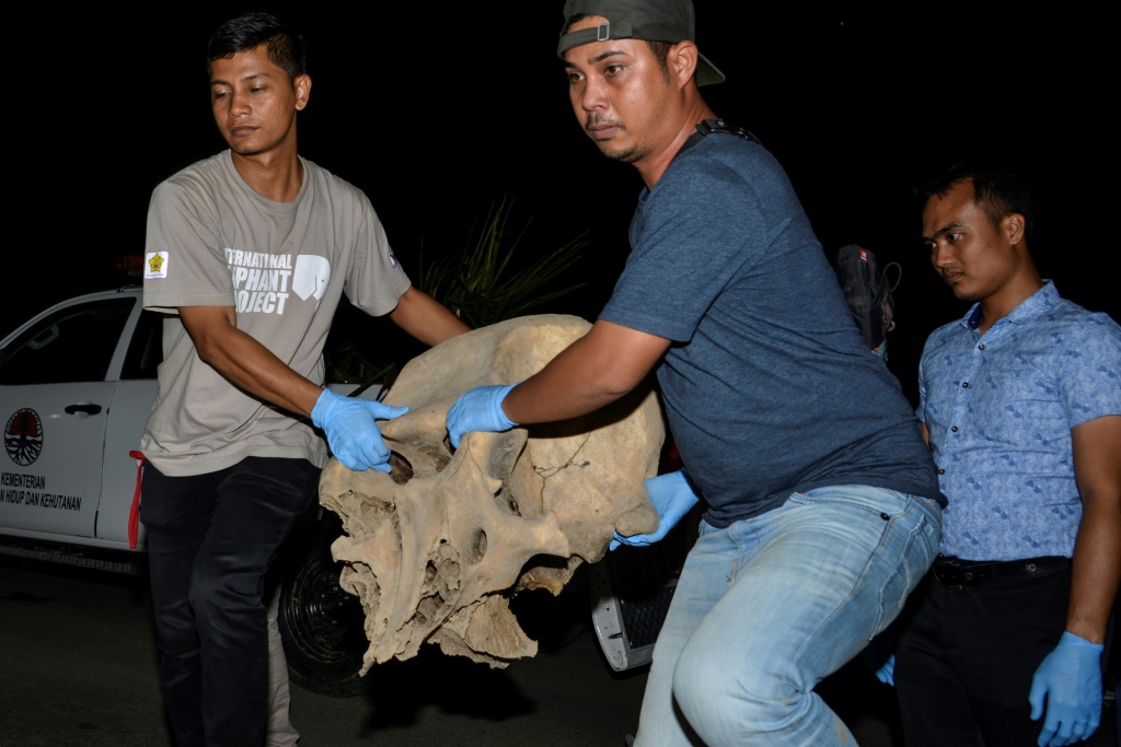    عثرت السلطات الإندونيسية على خمس جثث من جثث الأفيال بعد أن قُتلت بجهد كهربائي (أ ف ب)
