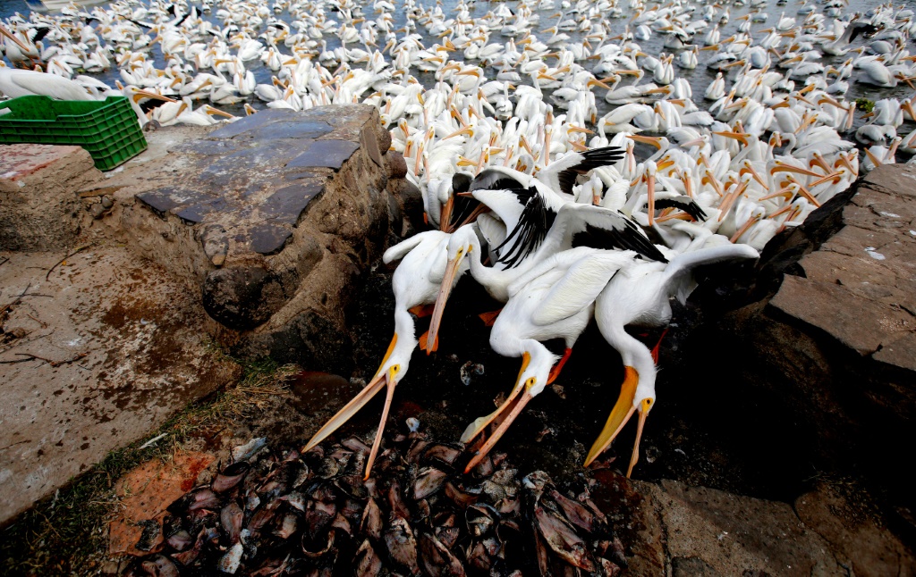 صورة مؤرخة في 28 يناير 2022 لطيور بجع أبيض أميركي في جزيرة بيتاتان المكسيكية (ا ف ب)