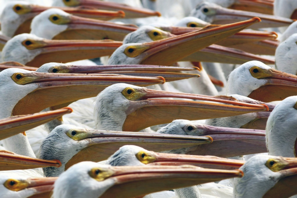 صورة مؤرخة في 28 يناير 2022 لطيور بجع أبيض أميركي في جزيرة بيتاتان المكسيكية (ا ف ب)