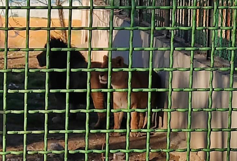 صورة نشرها موقع إذاعة الجمهورية الاسلامية في إيران في 30 يناير 2022 تظهر أسدين قتلا حارسا في حديقة حيوانات آراك جنوب غربي طهران (ا ف ب)
