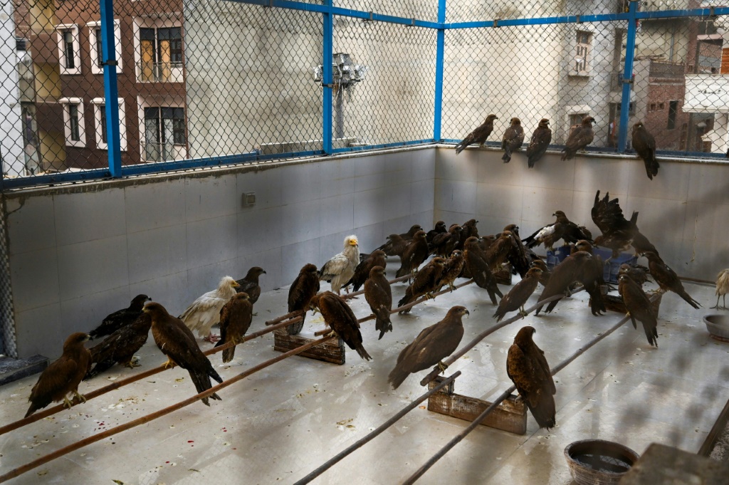    الطيور المُنقذة داخل قفص في "وايلدلايف ريسكيو" في 13 كانون الأول/ديسمبر 2021 (أ ف ب)
