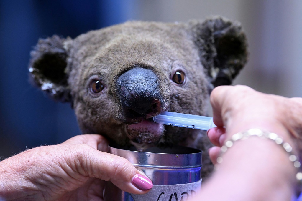 حيوان كوالا يتلقّى العلاج في مستشفى خاص بهذه الحيوانات في بورت ماكواري الأسترالية في 2 تشرين الثاني/نوفمبر 2019 (أ ف ب)