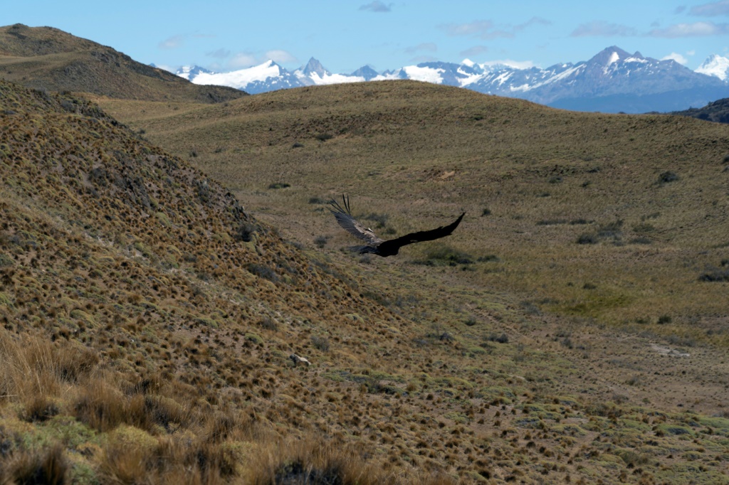    تم إطلاق كوندور في حديقة باتاغونيا الوطنية ، منطقة آيسن ، تشيلي ، في 12 فبراير 2022 (أ ف ب)