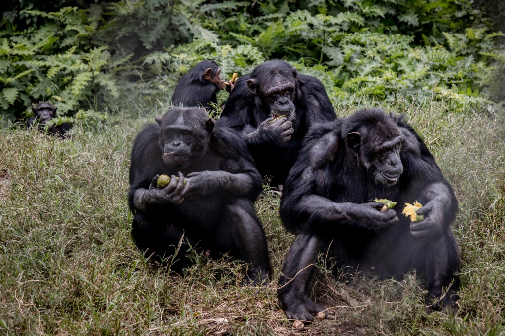يضم المركز عشرات من الشمبانزي والغوريلا والبونوبو (أ ف ب)