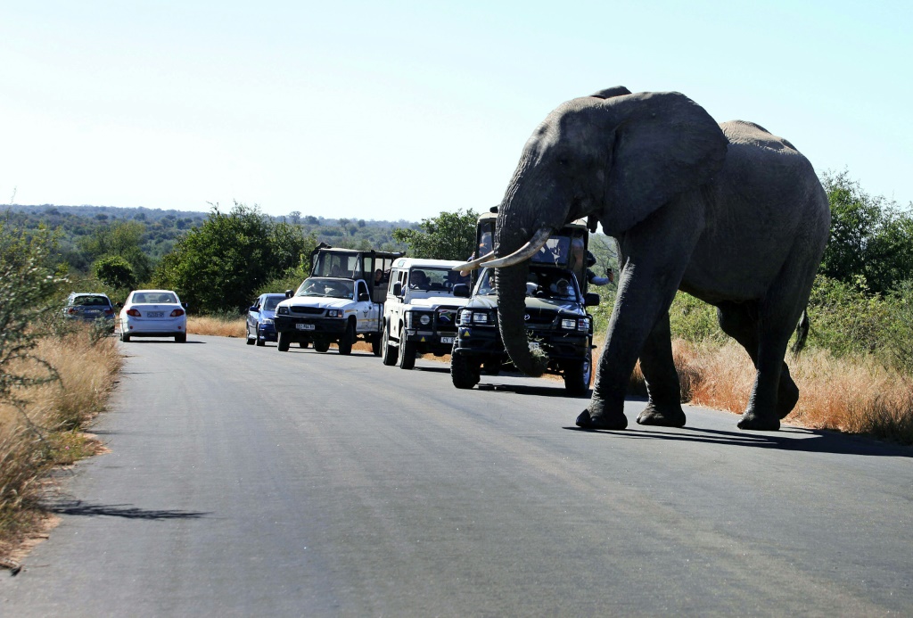 فيل يجتاز طريقا في متنزه كروغر في جنوب إفريقيا أمام آليات تنقل سياحا في حزيران/يونيو 2010(ا ف ب)