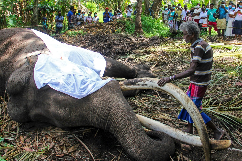 جيفة الفيل نادوغاموا راجا في سريلانكا في 7 آذار/مارس 2022 (أ ف ب)