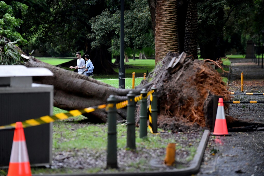 صورة مؤرخة في 8 آذار/مارس 2022 لشجرة مقتلعة من جذورها في سيدني(ا ف ب)