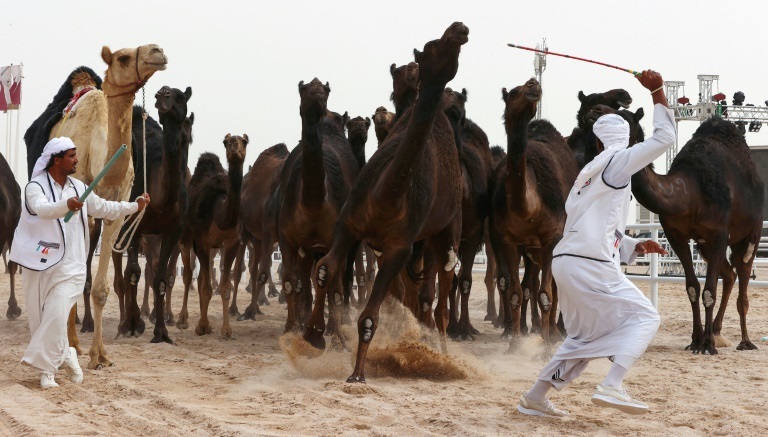 من أجواء اختتام أول مهرجان للإبل في قطر في الثامن من آذار/مارس 2022 (ا ف ب)
