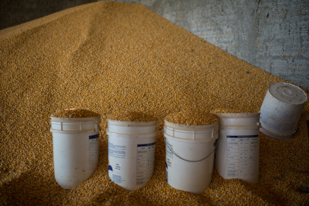 في صورة الملف هذه التي تم التقاطها في 8 أغسطس 2013 ، شوهدت الذرة المحصودة في مزرعة في ساو فيليكس دو زينغو ، ولاية بارا ، شمال البرازيل (أ ف ب)   