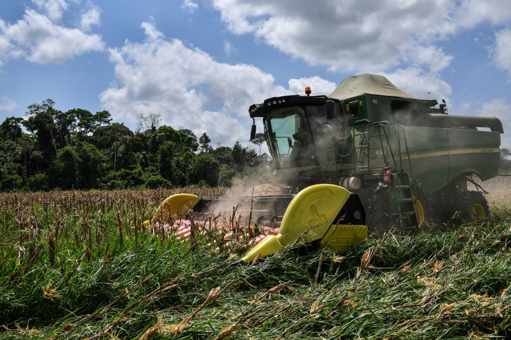 في صورة الملف هذه التي تم التقاطها في 5 سبتمبر 2019 ، يعمل حصاد في حقل ذرة في مزرعة مربي الماشية البرازيلي لويز ميديروس دوس سانتوس في روروبوليس ، ولاية بارا ، البرازيل ، في غابات الأمازون المطيرة (أ ف ب)