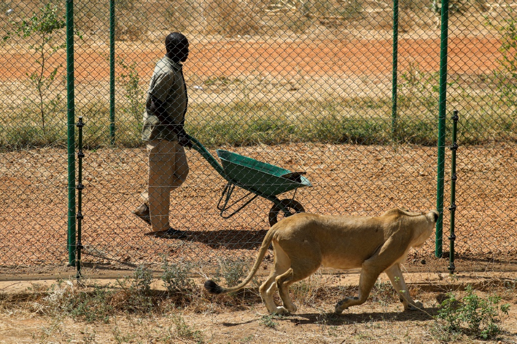 متطوع يحضر الطعام للبؤة في محمية الباقير للحيوانات قرب العاصمة السودانية الخرطوم في 28 شباط/فبراير 2022 (ا ف ب)