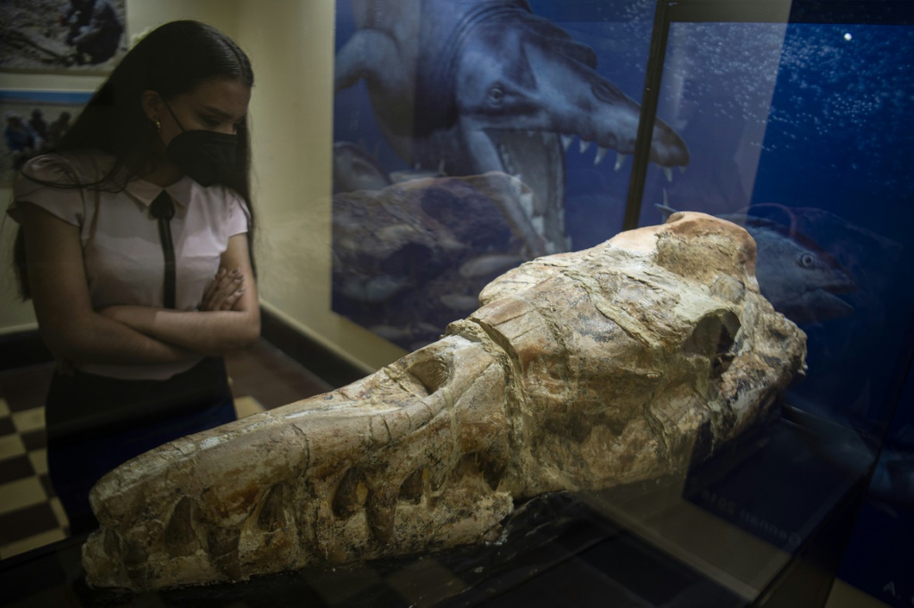 جمجمة الباسيلوصور معروضة في أحد متاحف ليما في 17 آذار/مارس 2022 (أ ف ب)