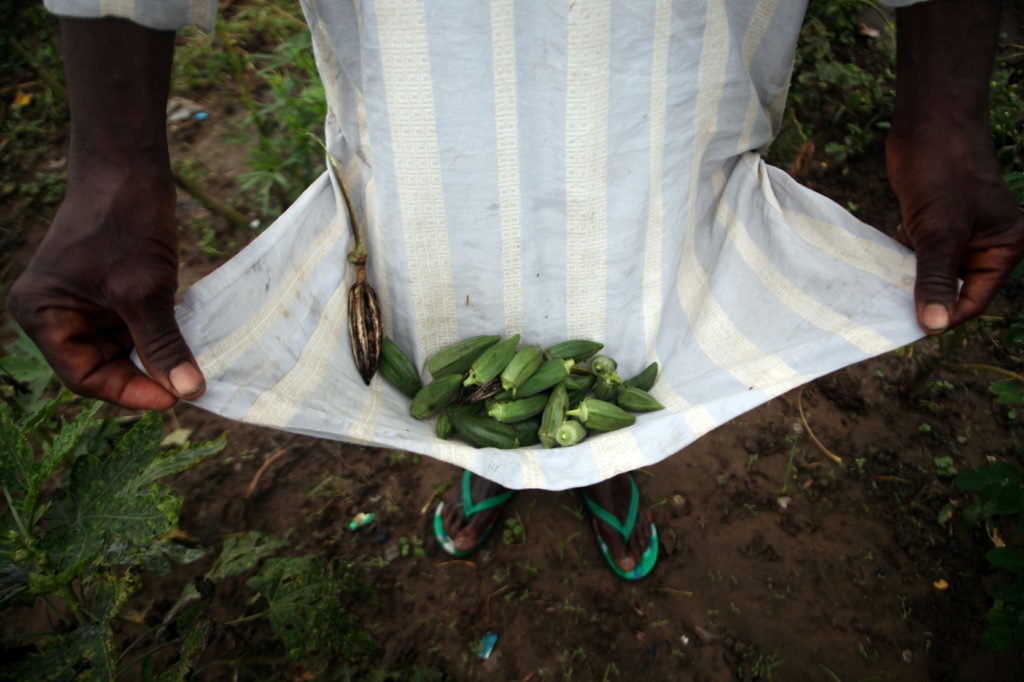 حبات من محصول بامية في نيجيريا في 12 آب/أغسطس 2021(ا ف ب)
