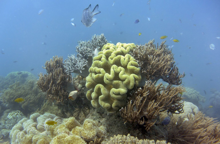 شعاب مرجانية في الحاجز المرجاني العظيم في أستراليا عام 2014 (ا ف ب)
