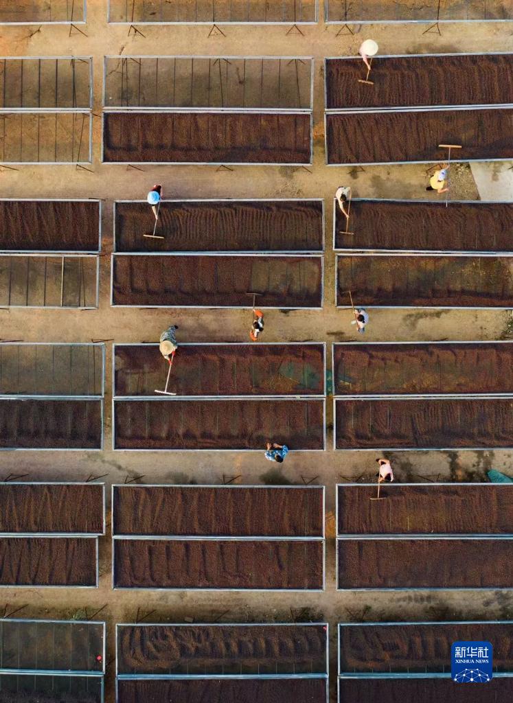 عاملون يقومون بتجفيف البن في إحدى شركات البن في منطقة سيماو، مدينة بوير، مقاطعة يوننان.