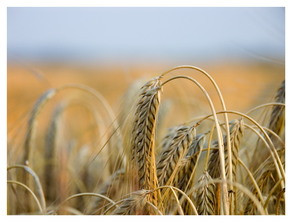 صورة لزارعة القمح ((بيكسبري)