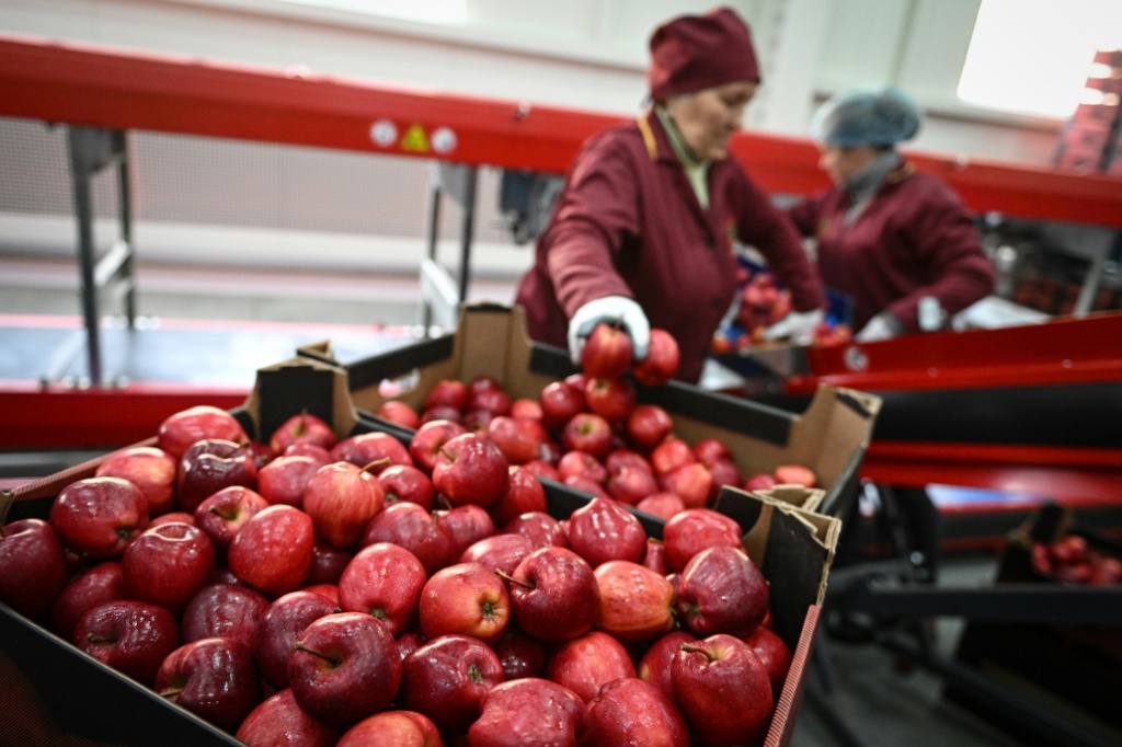 مستودع في مولدوفا مكتظ بصناديق من التفاح الأحمر لكن بالنسبة لصناعة تعاني من الحرب في أوكرانيا المجاورة فإن المشهد بعيد كل البعد عن الشهية (ا ف ب)