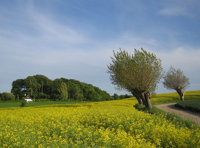 قرية سكونا جنوب السويد (ويكبيديا)
