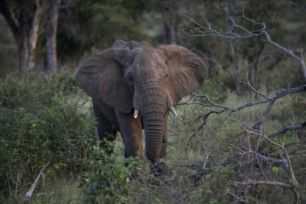 فيل في أحد متنزهات جنوب إفريقيا في 3 نيسان/أبريل 2022 (ا ف ب)